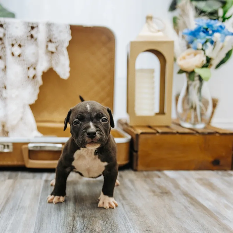 Baloo from a previous litter