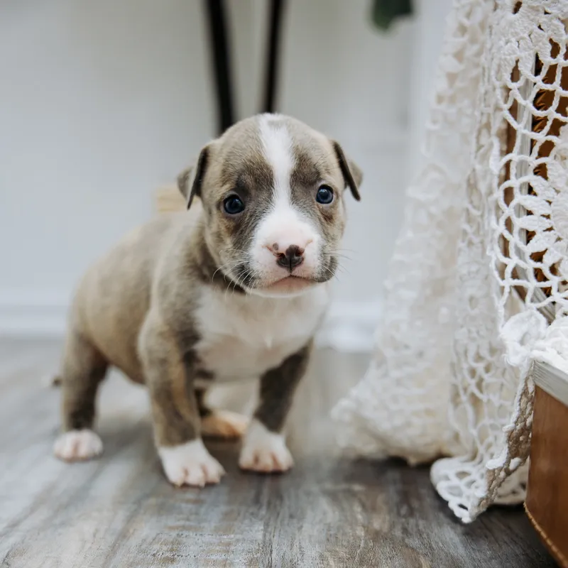 Sweetie — Female · Blue Brindle