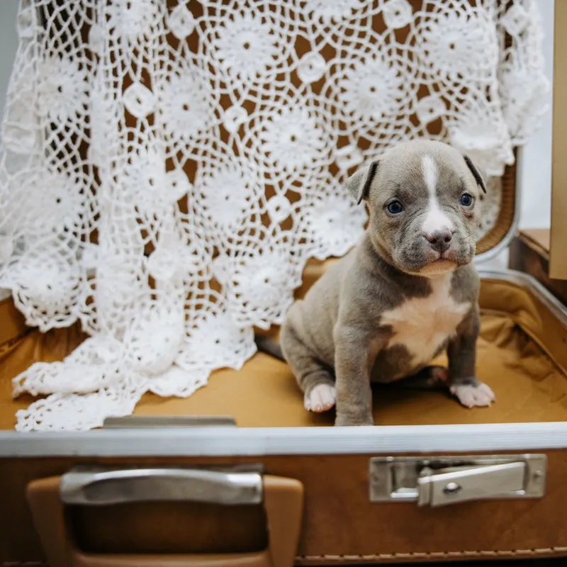 Nyx — Female · Blue Brindle