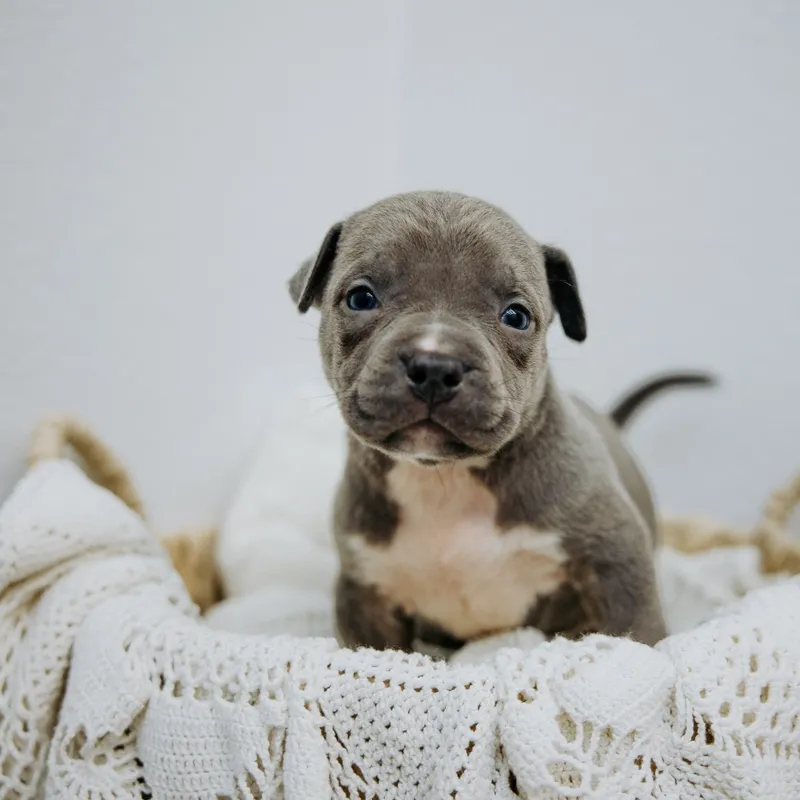 Ghost — Male · Blue Trindle
