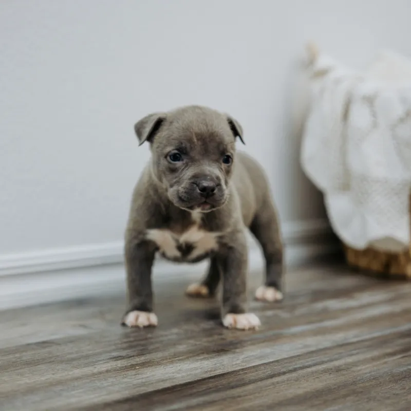 Athena — Female · Blue and White